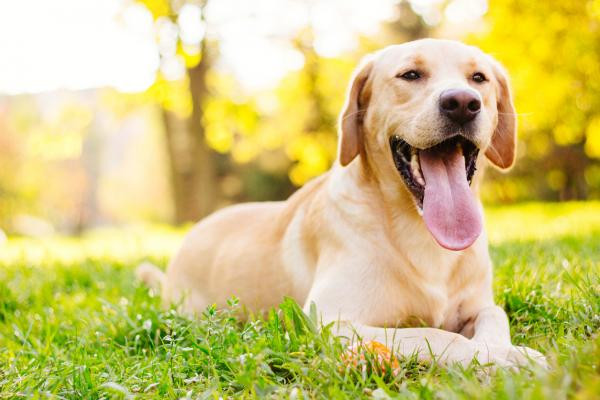 10 características de un perro equilibrado