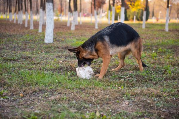 ¿Por qué mi perro come piedras?