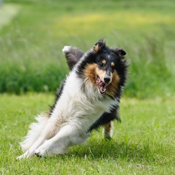 Mi perro sale corriendo ¿Qué debo hacer?