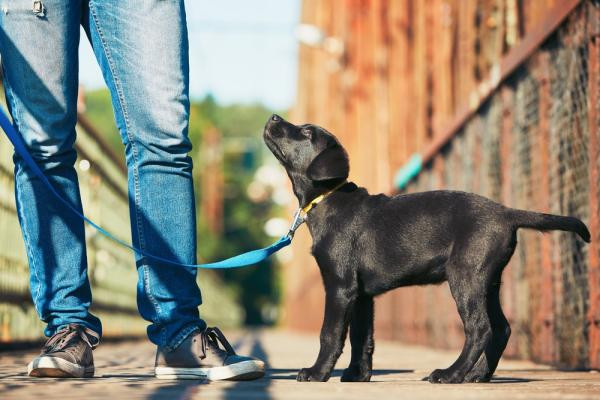 ¿Cómo enseñar a un cachorro a hacer sus necesidades en la calle?