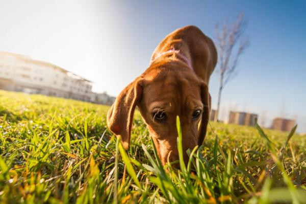 ¿Por qué los perros comen excrementos?