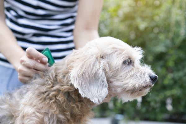 Permetrina en perros - Usos, dosis y efectos secundarios