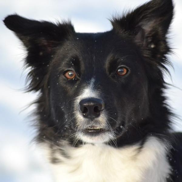 ¿Cómo saber si mi perro está enfadado?