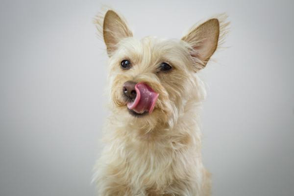 ¿Cuánto tarda un perro en hacer la digestión?