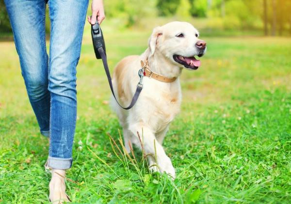 ¿Pasear al perro antes o después de comer?