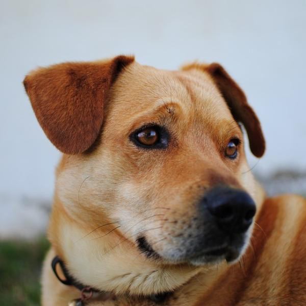 Las posturas del perro y su significado