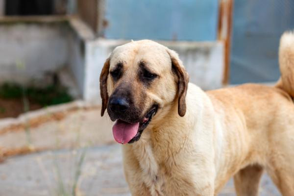 ¿Cuál es el perro más fuerte del mundo?