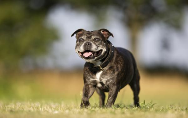 10 señales de vejez en el perro