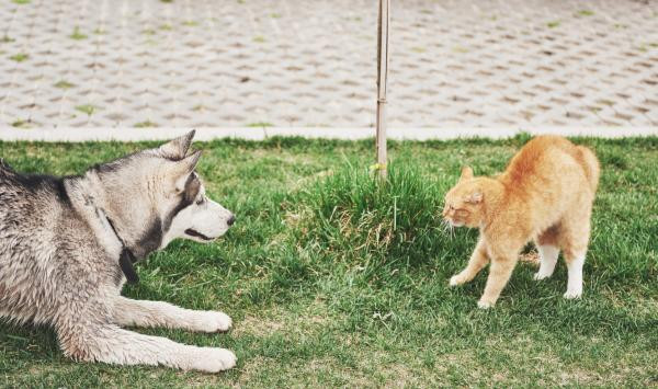 ¿Por qué los perros odian a los gatos?