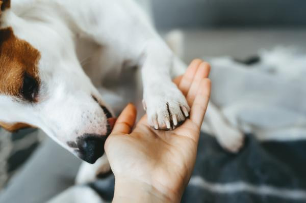 ¿Por qué mi perro me lame las manos?