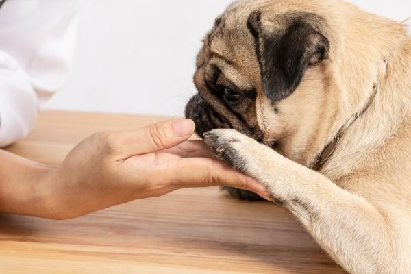 ¿Por qué mi perro me da mordisquitos?