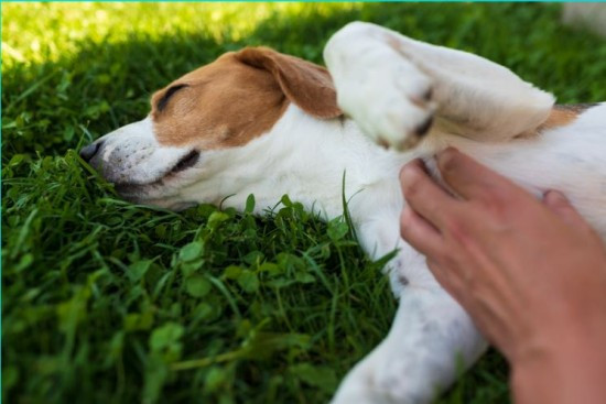 ¿Por qué a los perros les encanta que les rasquen la barriga?