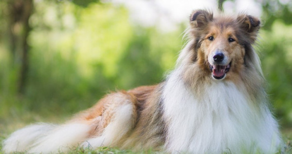 ¿Cómo afecta la muda de pelo a tu mascota?