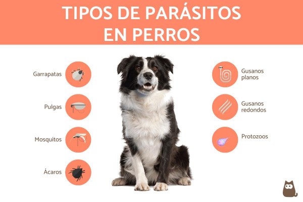 Parásitos en perros - Tipos, síntomas y tratamientos