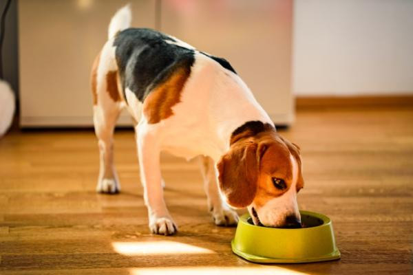 Beneficios de la comida personalizada para perros