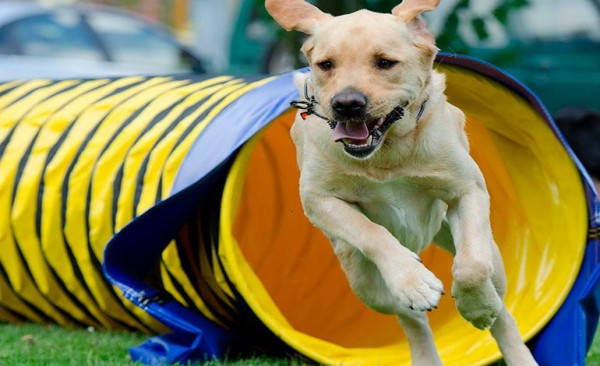 Agility canino: Beneficios, torneos y todo lo que debes saber