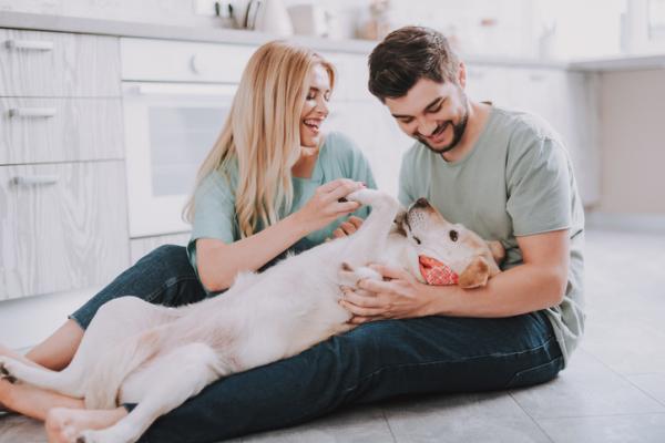 ¿Cómo jugar con un cachorro?